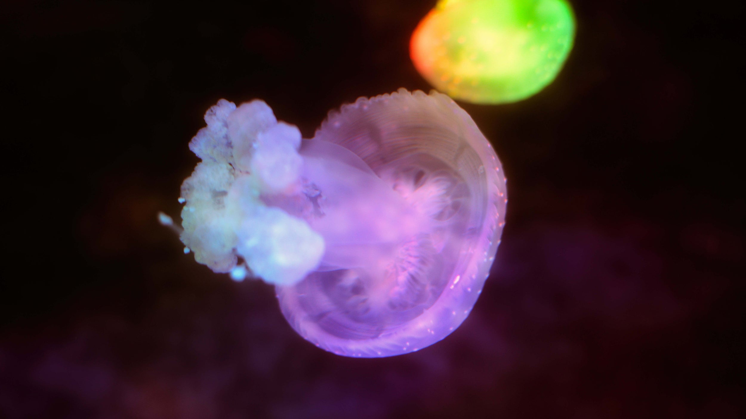Endless Pastabilities #7 - Translucent, Fine Pearl