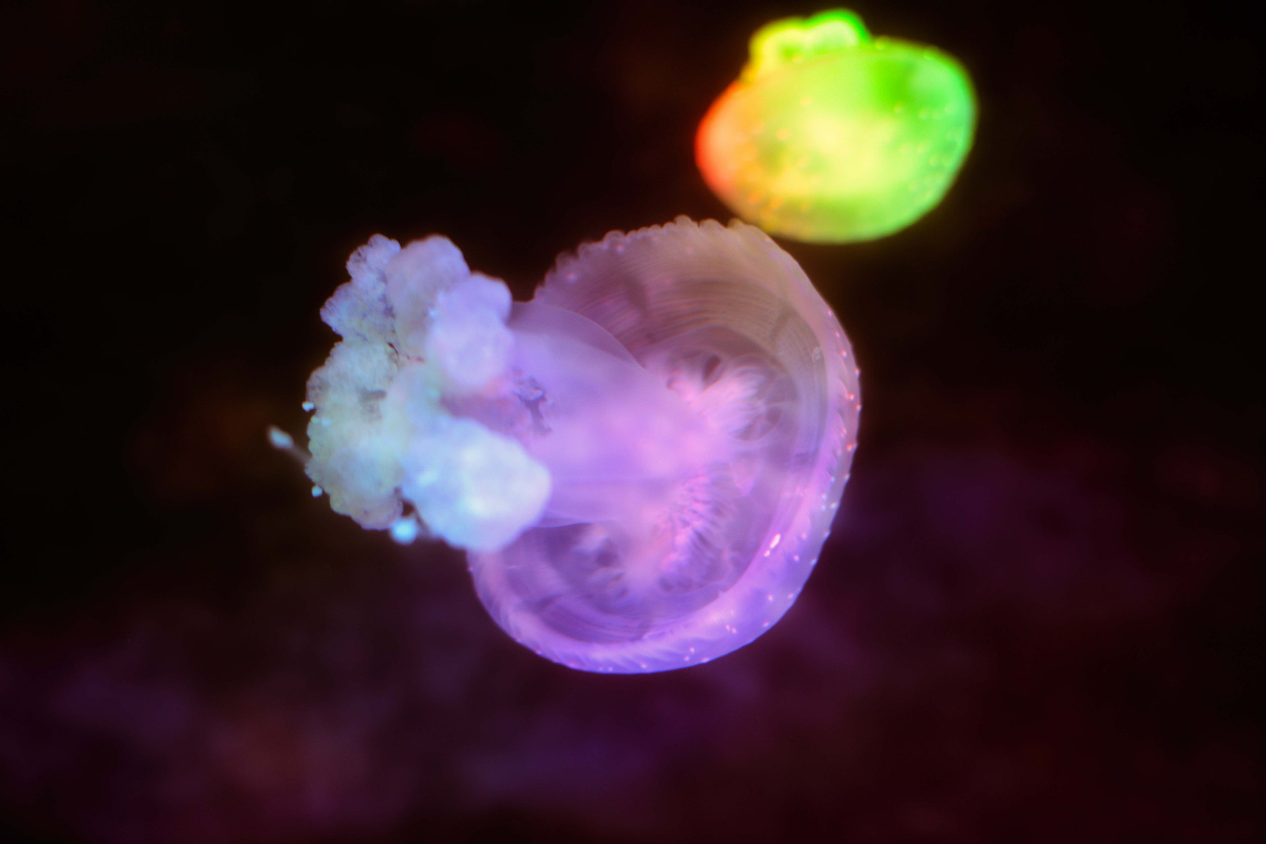 Endless Pastabilities #7 - Translucent, Fine Pearl
